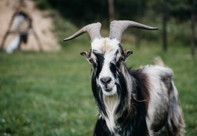 Yoga con animales: ¿ha venido para quedarse? – Despierta y Entrena